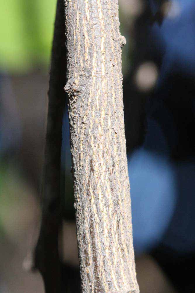              Second - third year twig (Riverside, CA)       